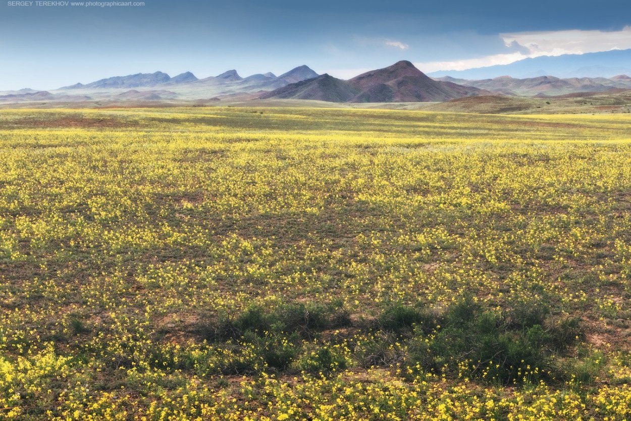 Степи Казахстана летом