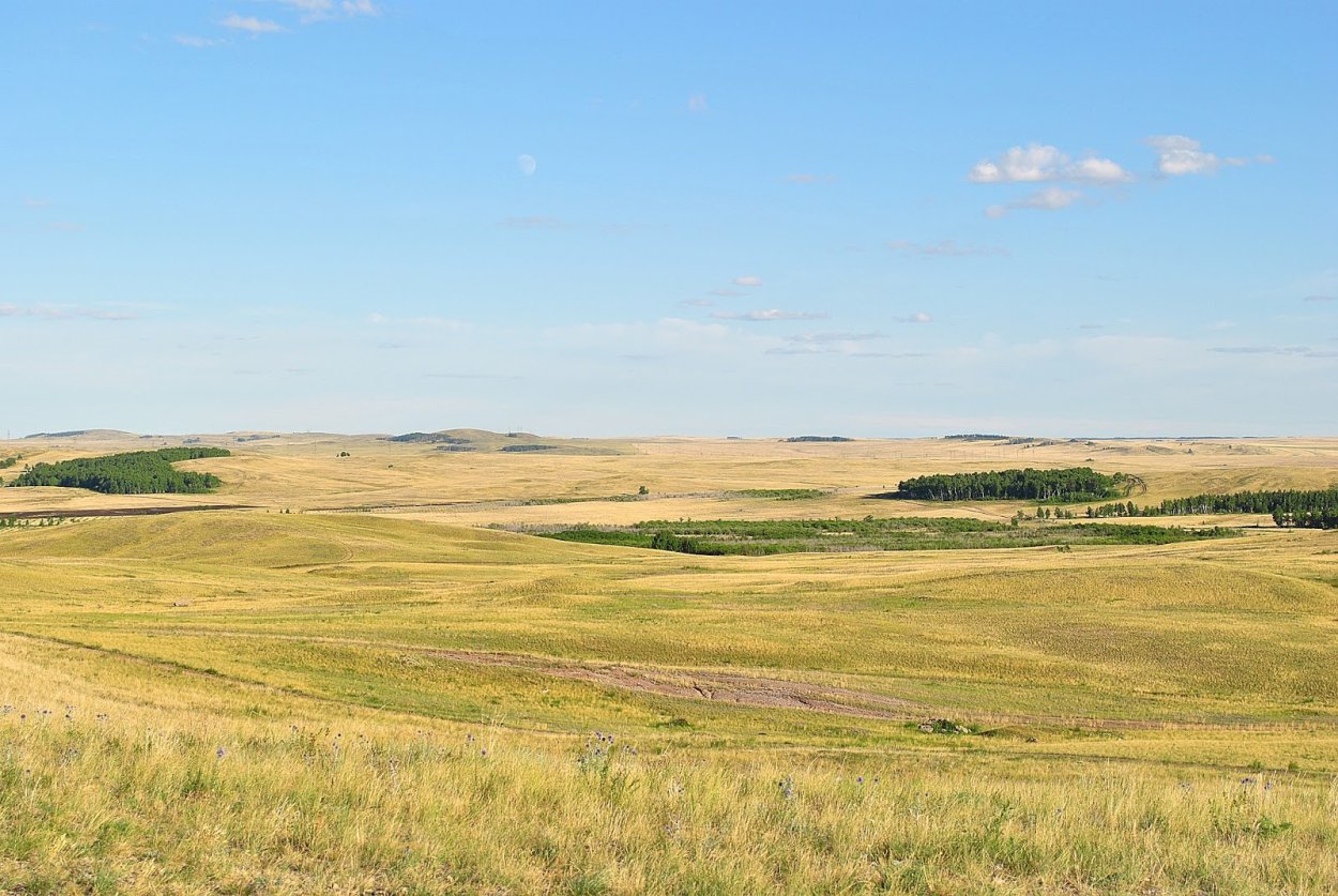 Луговые степи Самарской области