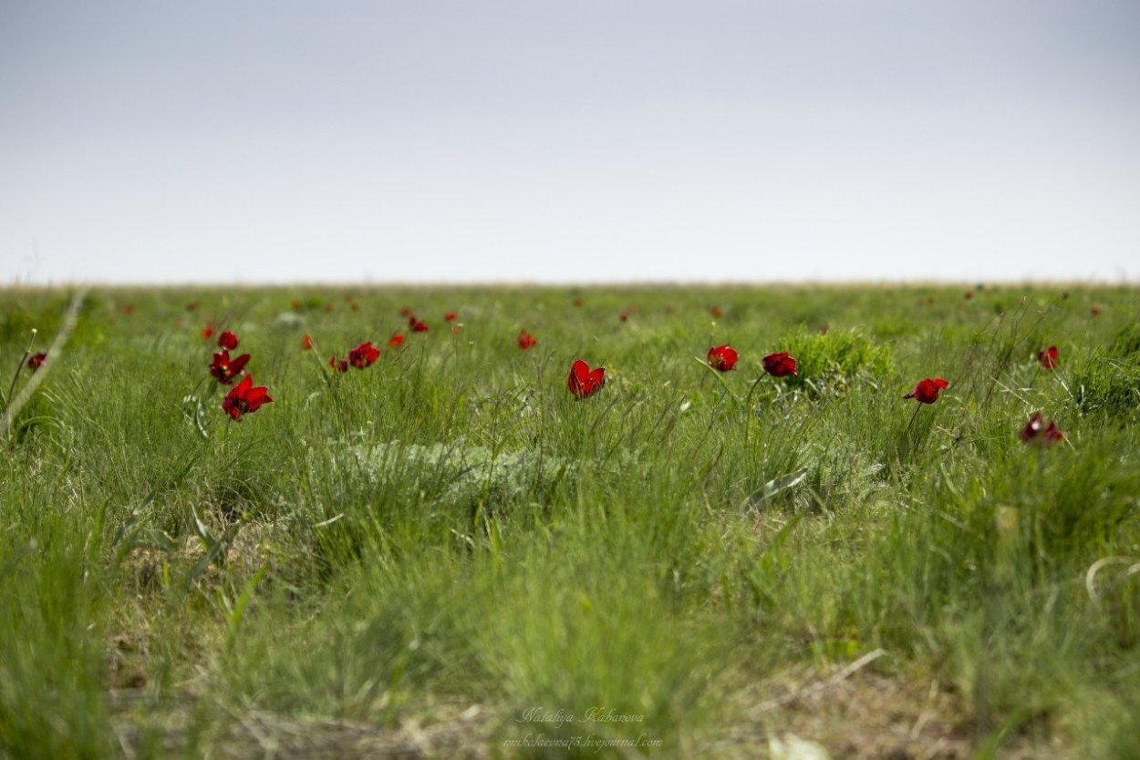 Финайкинская Тюльпанная степь