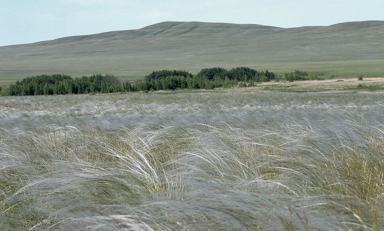 Оренбургский заповедник Таловская степь