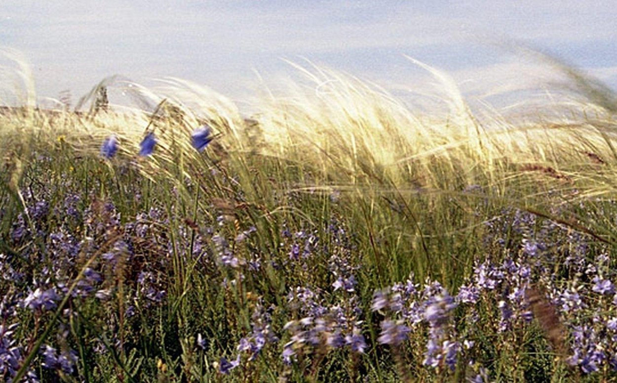Степь Тарас Бульба