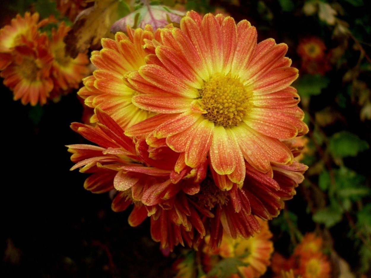 Хризантема Flame bicolor