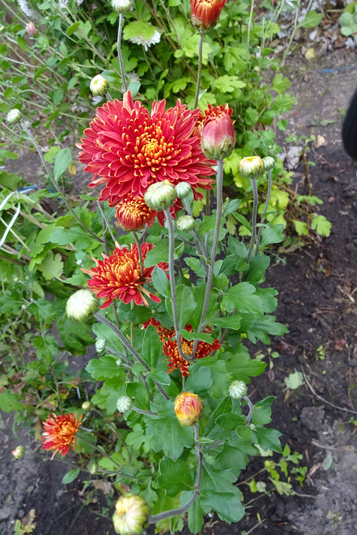 Хризантема корейская шапка Мономаха