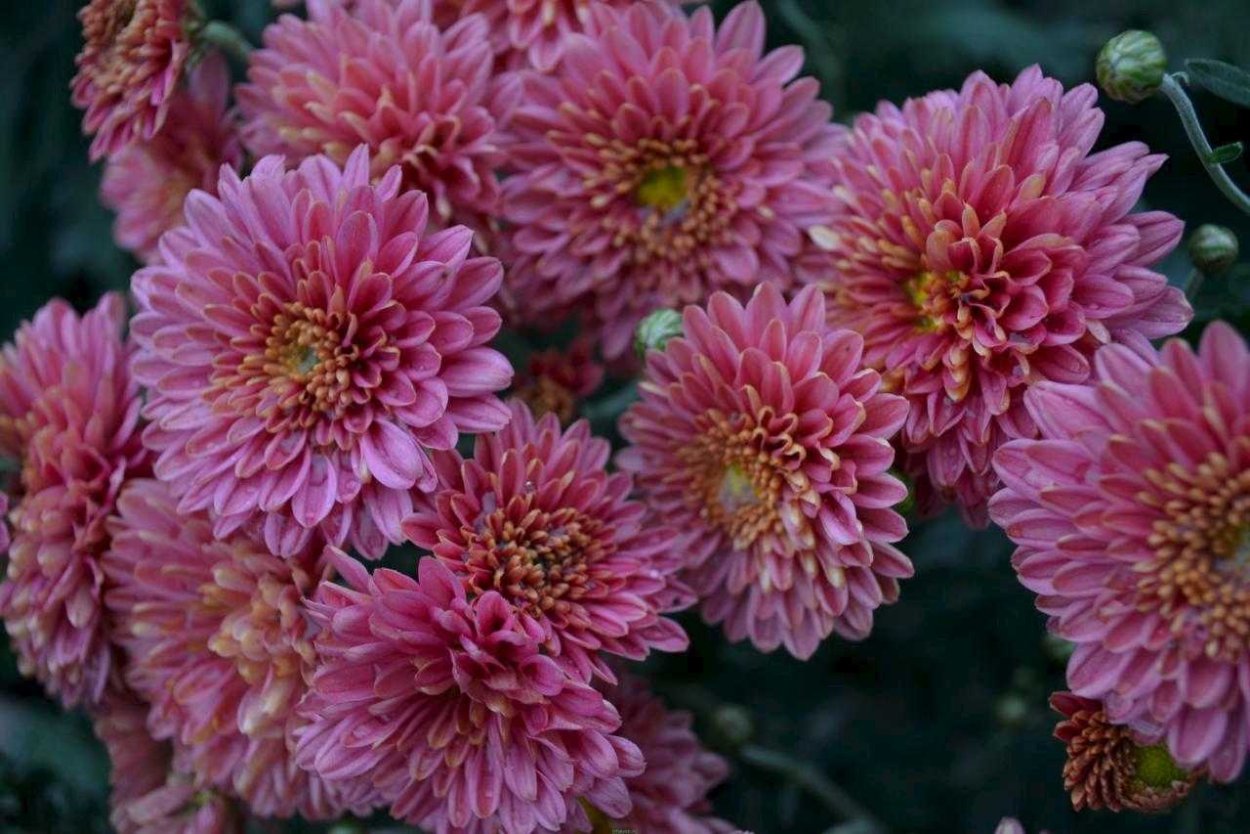 Хризантема корейская (Chrysanthemum x koreanum)