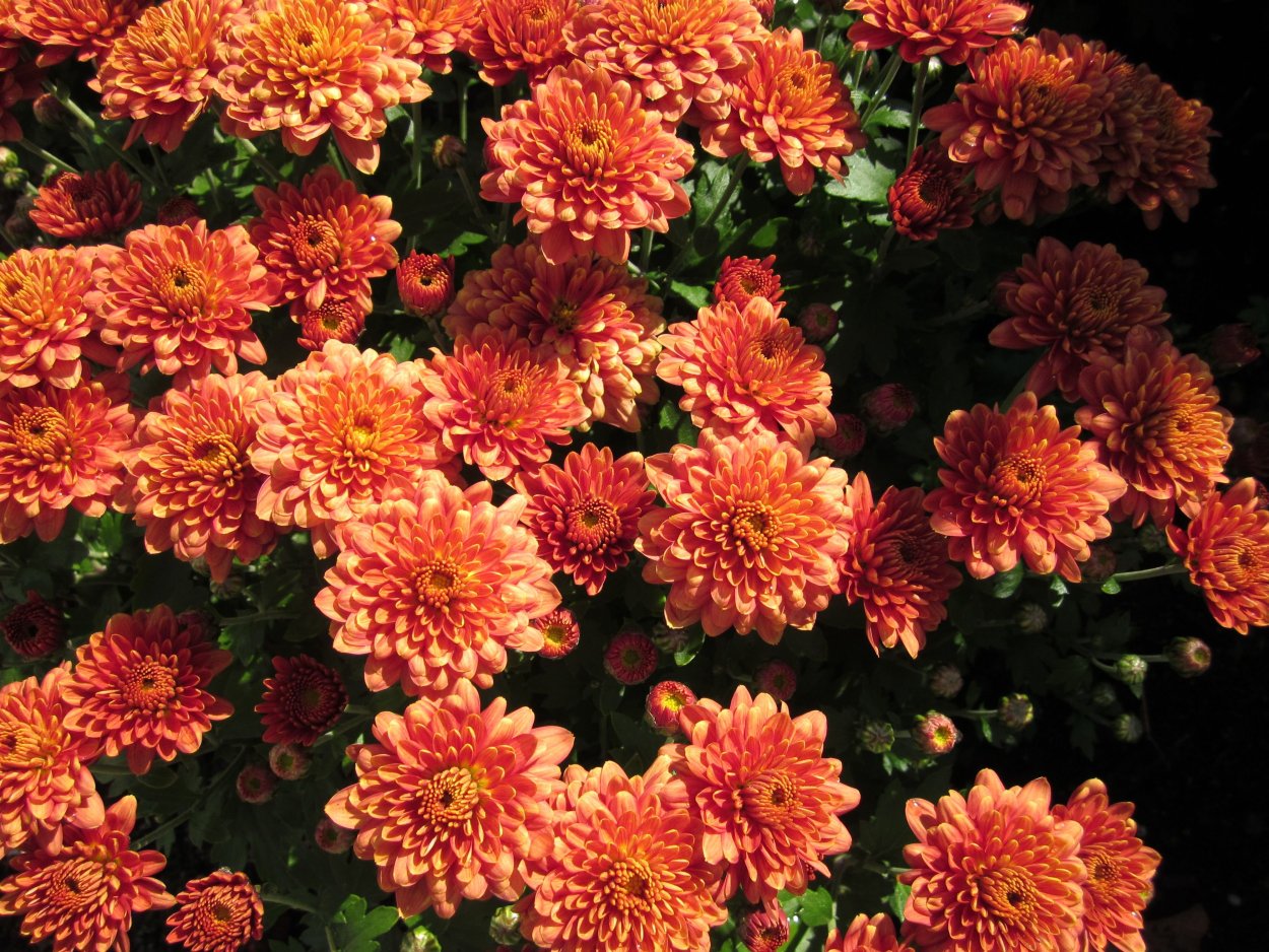 Хризантема Голден Файер