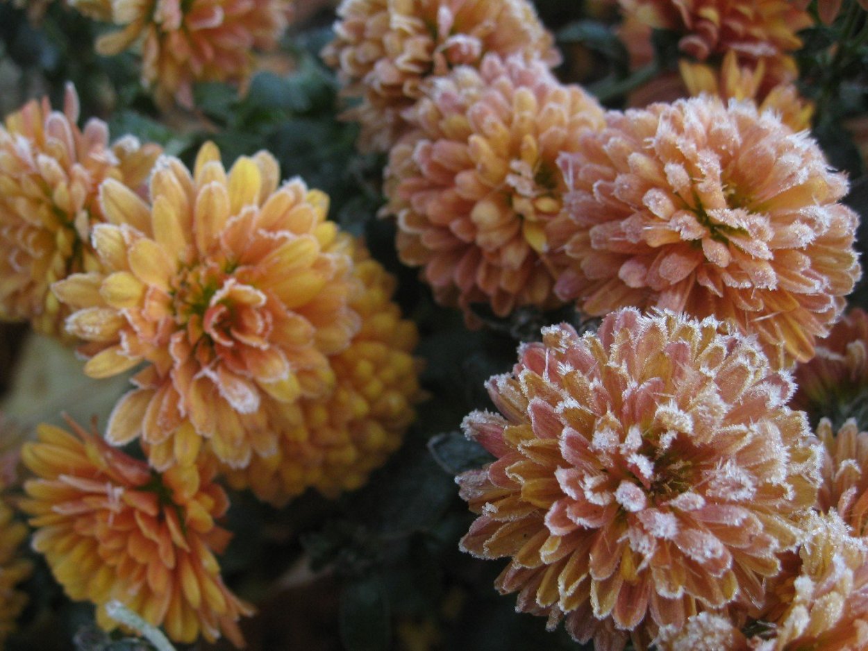 Хризантема бомбардино