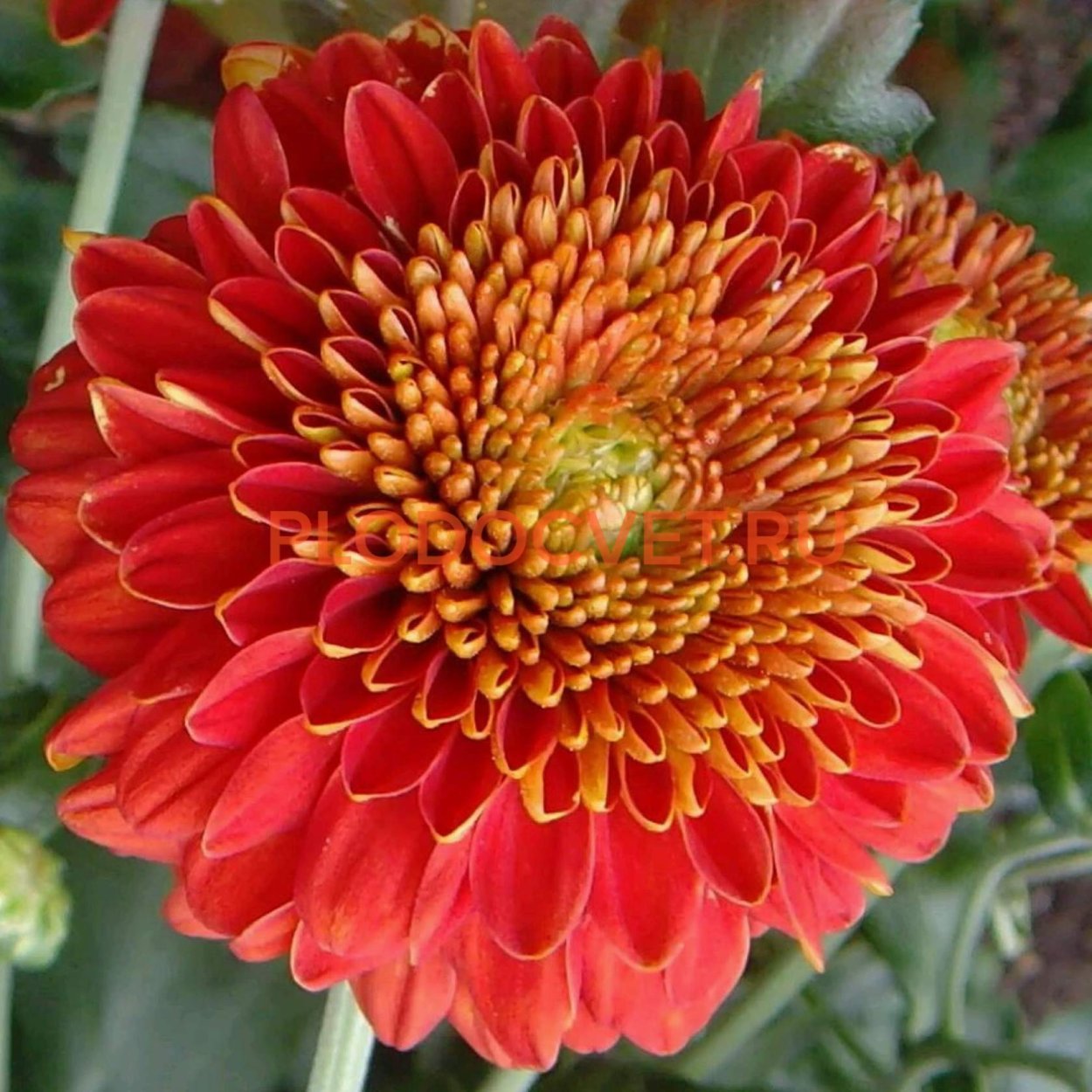 Хризантема Этна