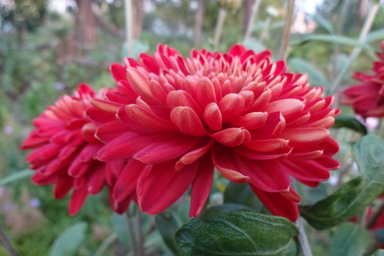 Хризантема корейская шапка Мономаха