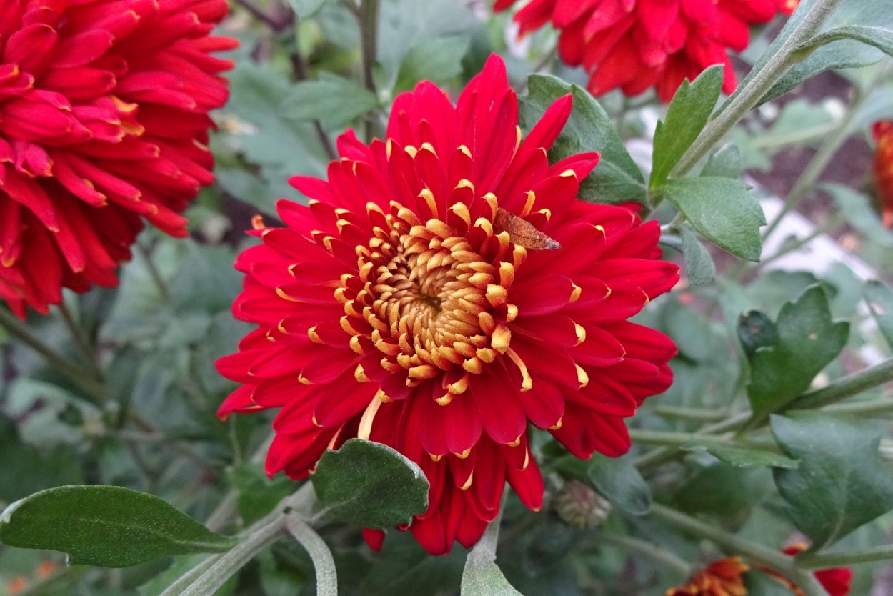 Хризантема корейская Майола