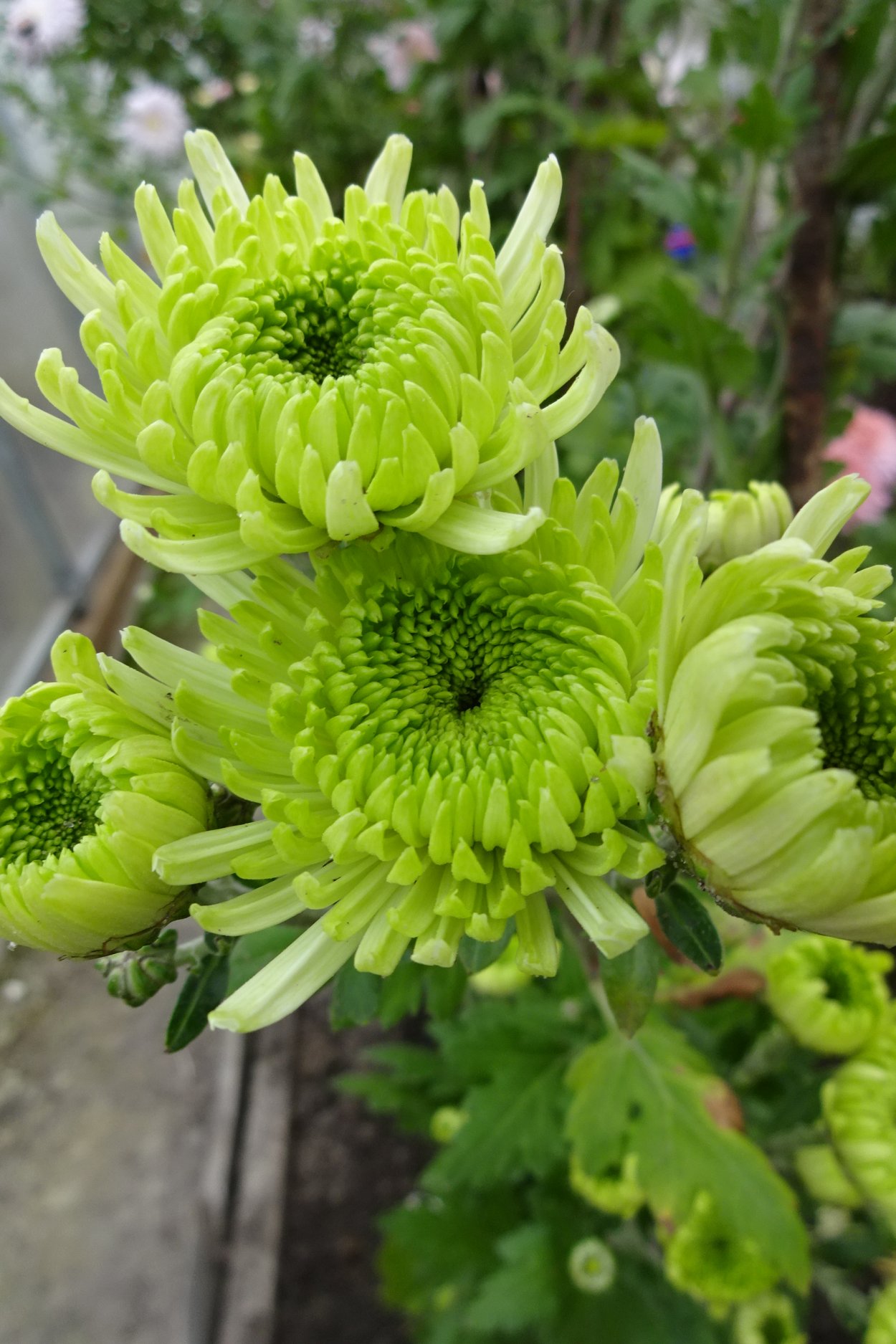 Хризантема Флора