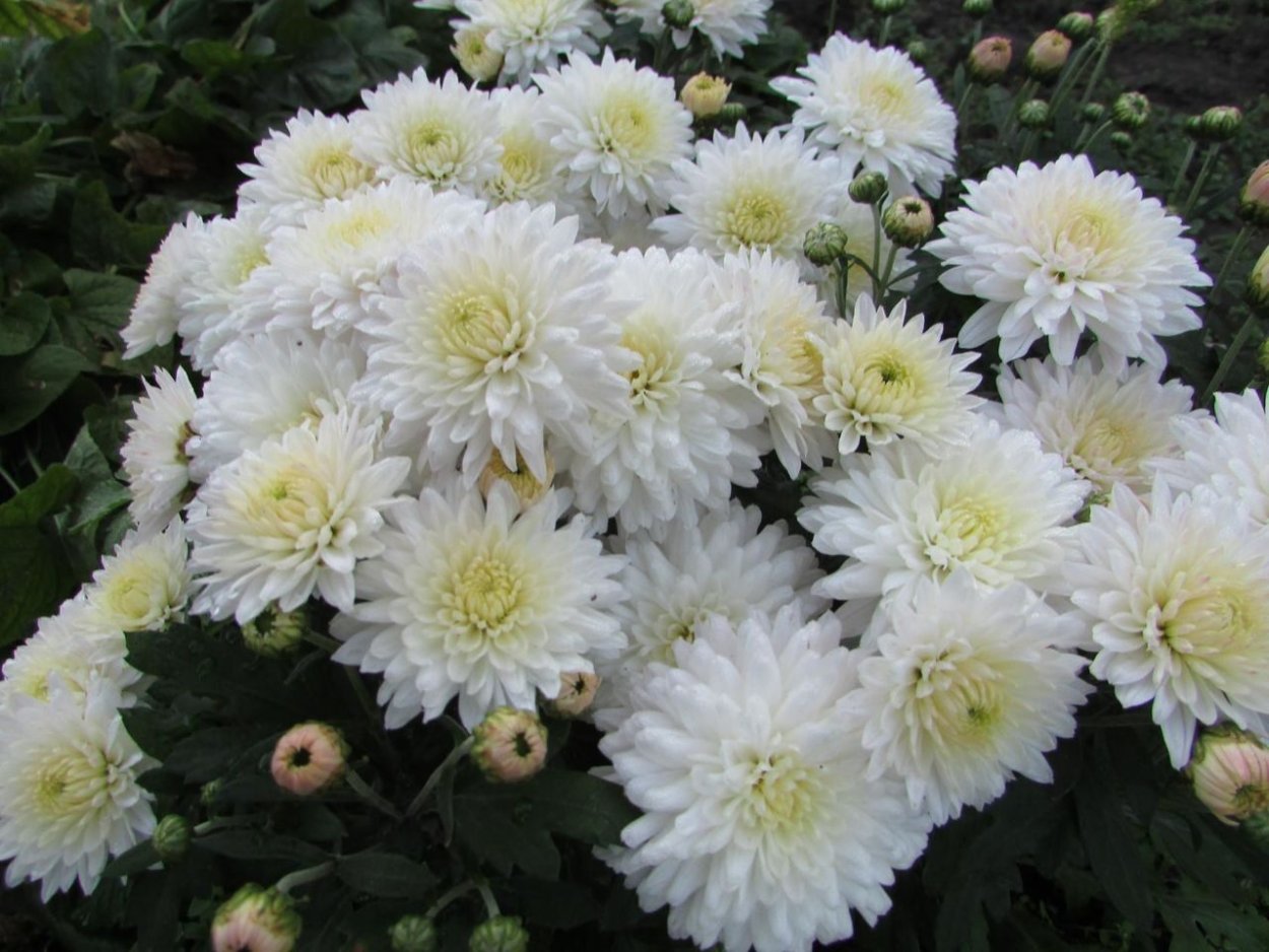 Хризантема корейская Мишаль