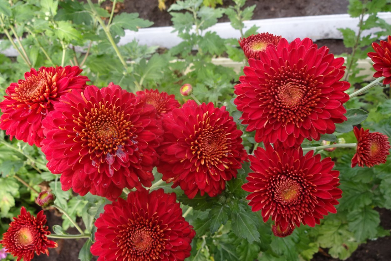 Хризантема Резея