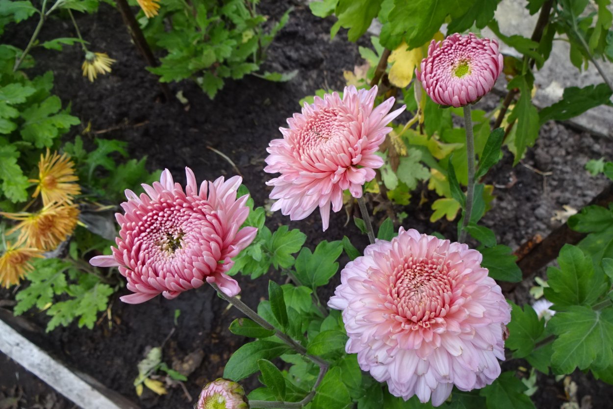 Хризантема Allouise Pink