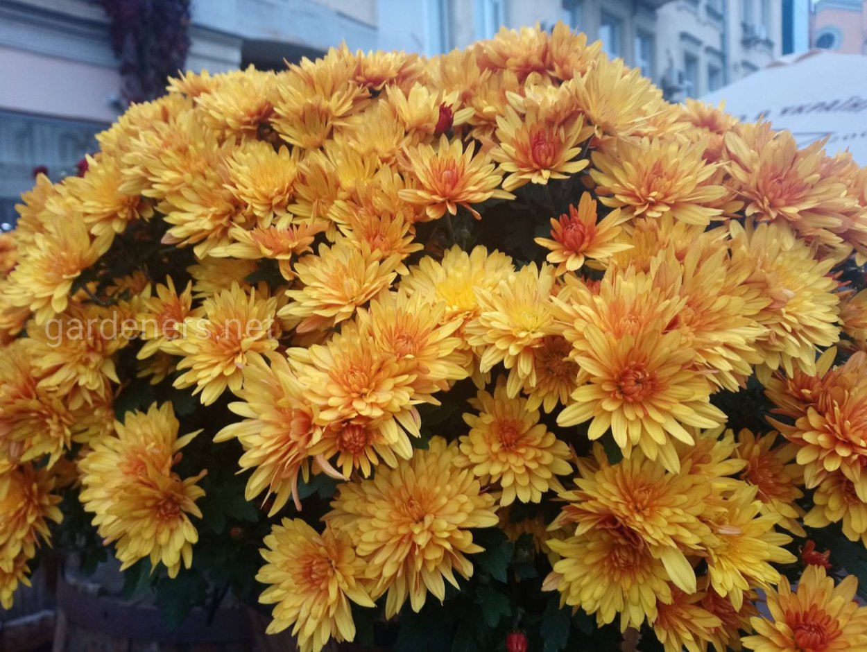 Хризантема корейская Дубок