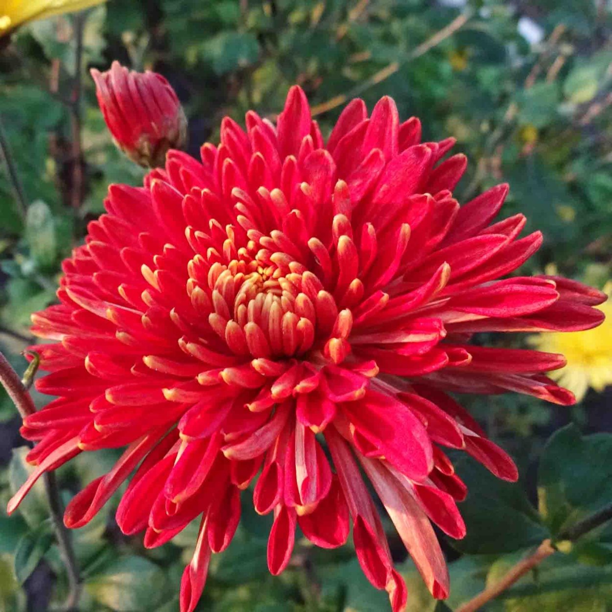 Хризантема корейская шапка Мономаха