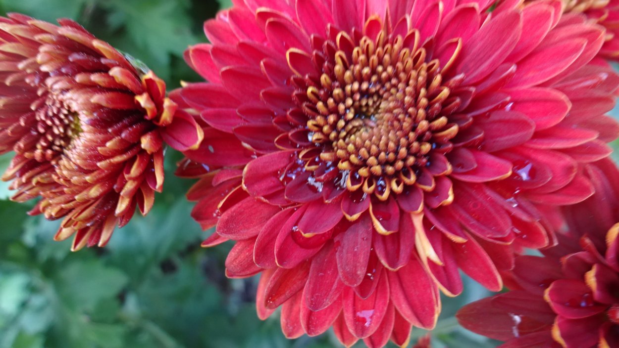 Хризантема Tom Pearce