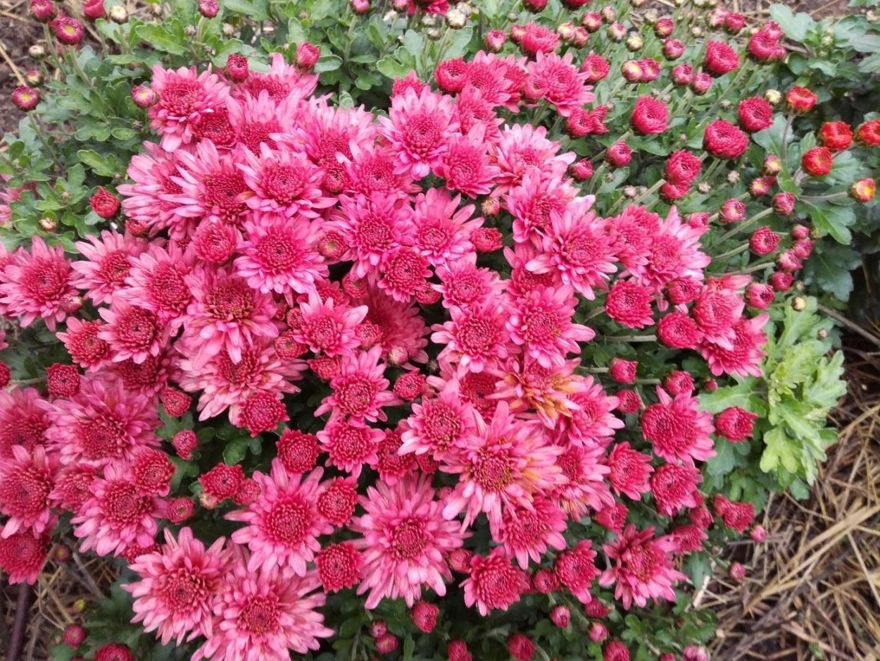Хризантема корейская Сюзанна