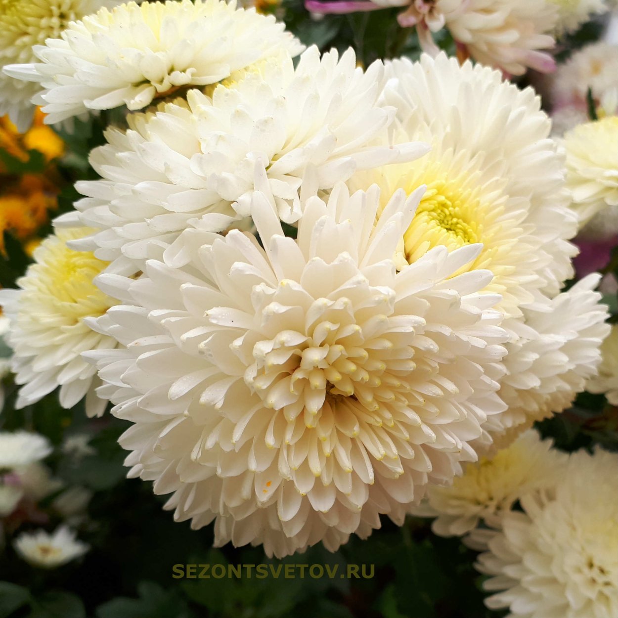 Хризантема Фуджи Сноу