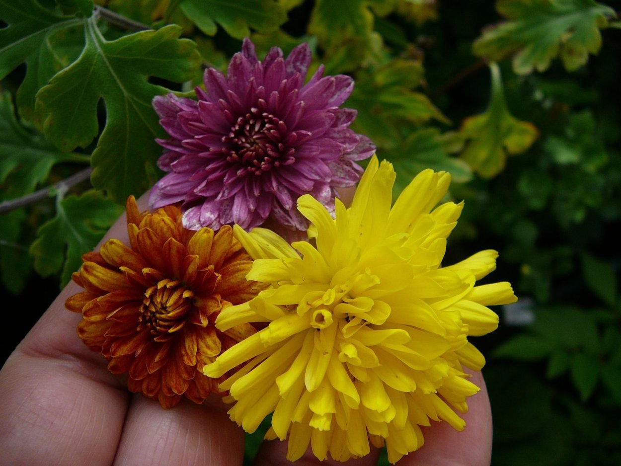 Хризантема корейская Резея