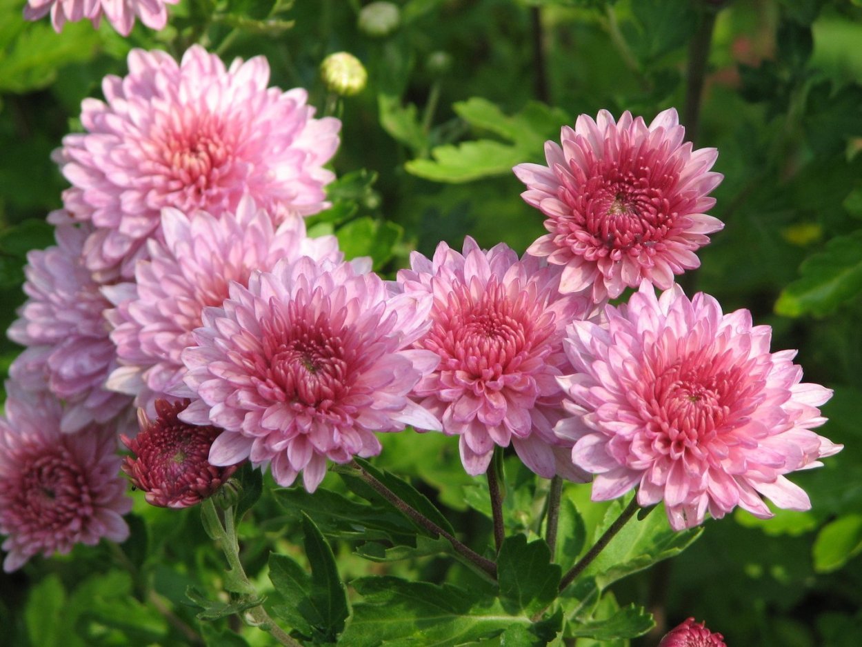 Хризантема мультифлора Маргаритка