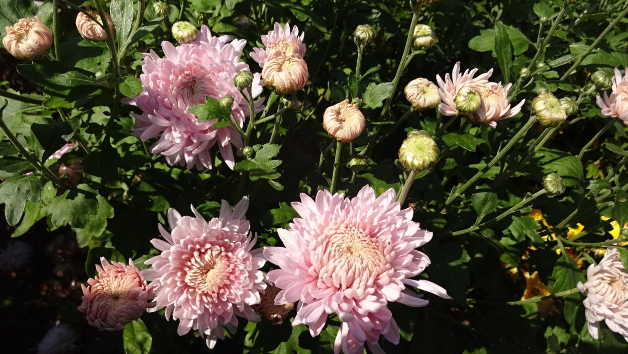 Хризантема Густав одноголовая