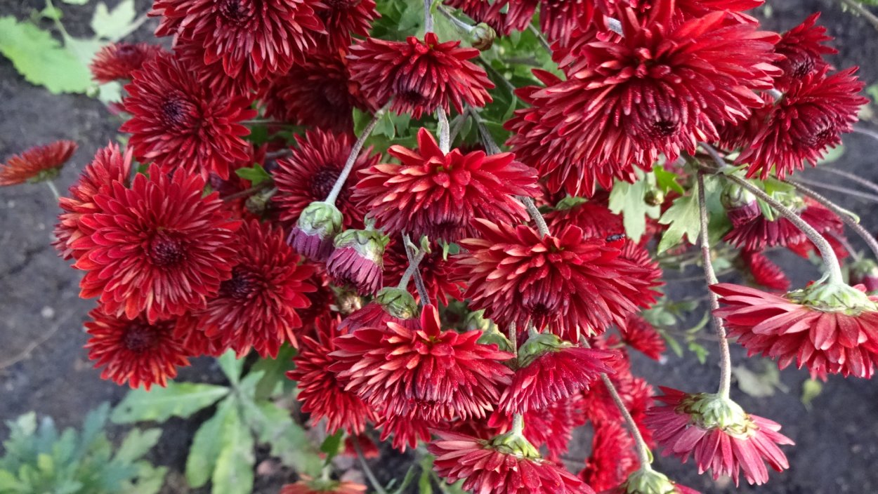 Хризантема корейская шапка Мономаха