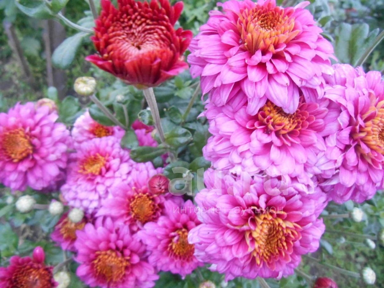 Хризантема корейская "английская"