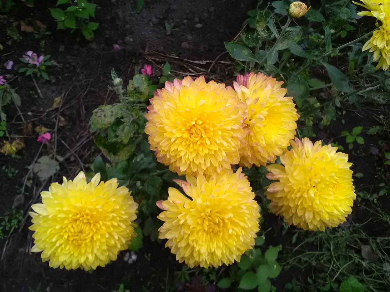 Сорт хризантемы Розалинда