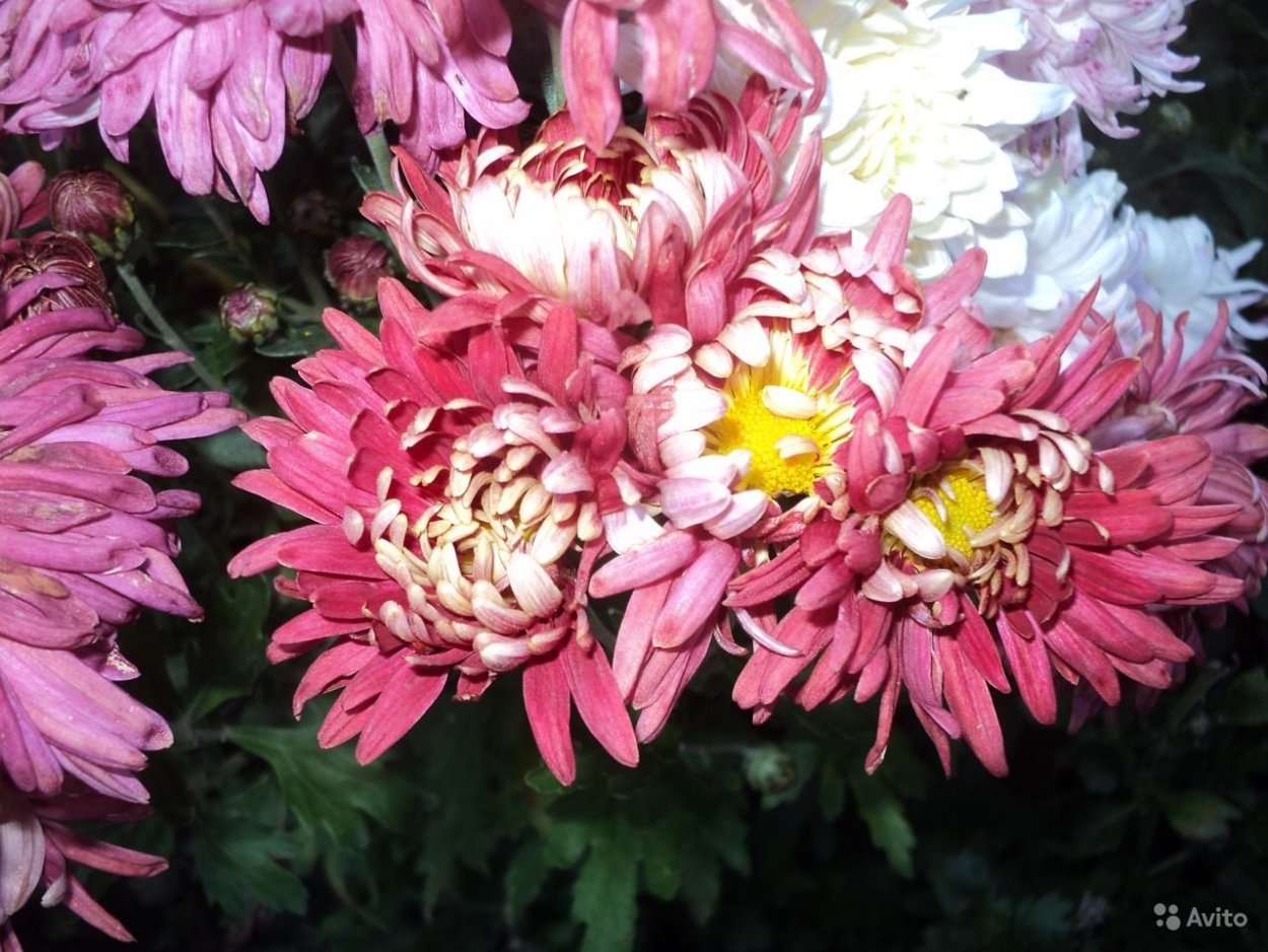 Хризантема корейская Амбрия