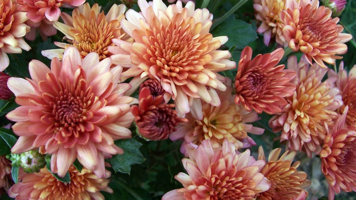 Хризантема Пурпл Стар