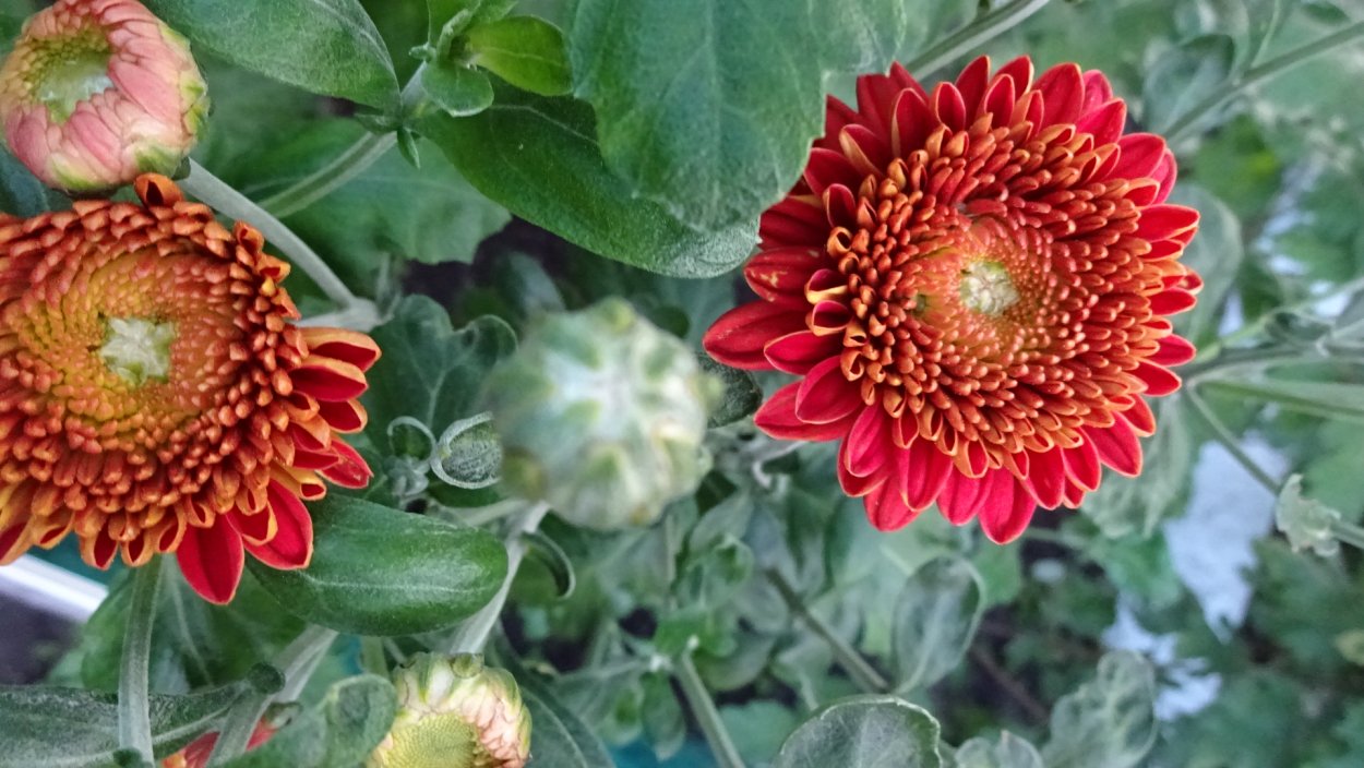 Хризантема Виенна Пинк