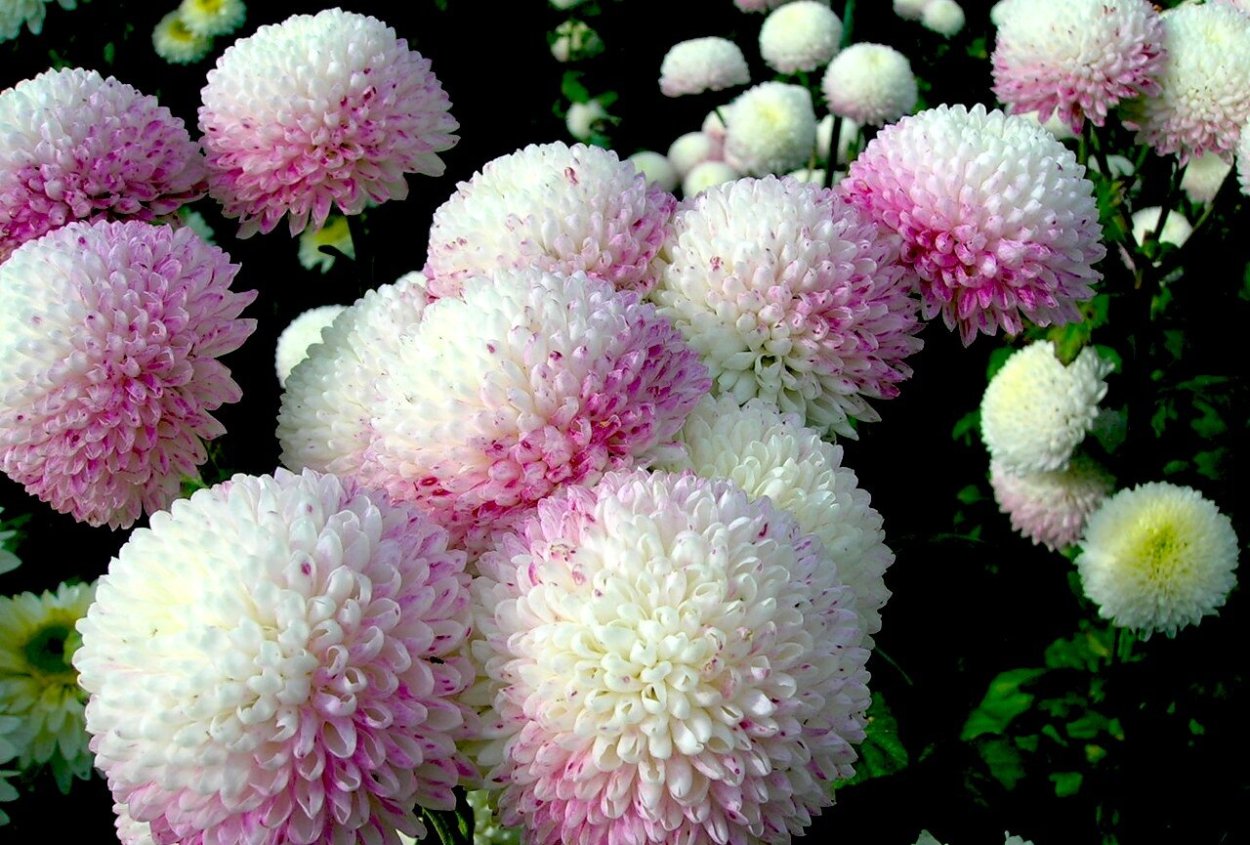 Хризантема корейская Мерри