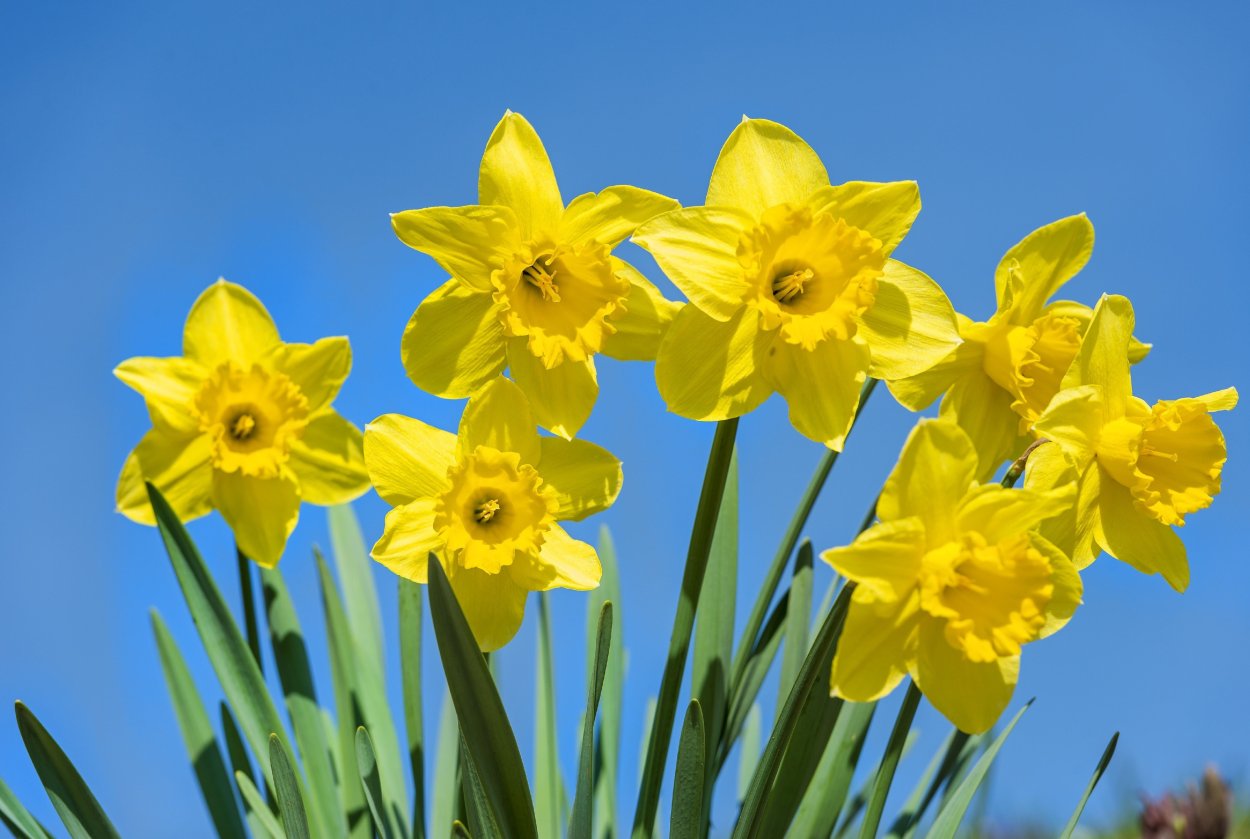 Нарцисс голубой