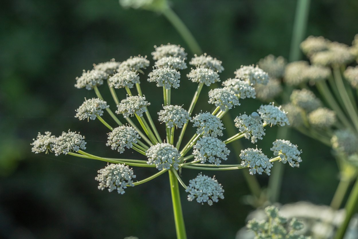 Жабрица густоцветковая