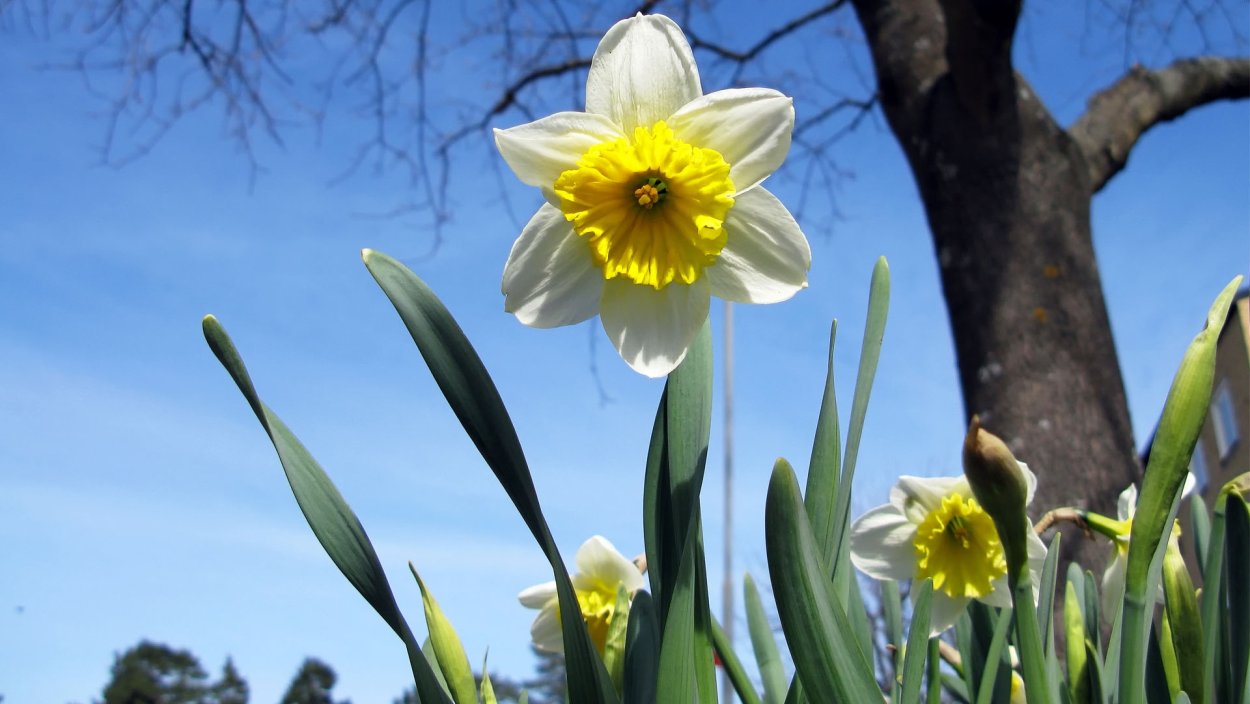 Нарцисс цветок желтый