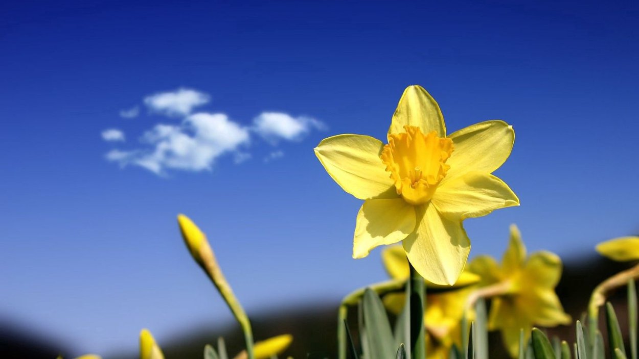 Нарцисс букетный