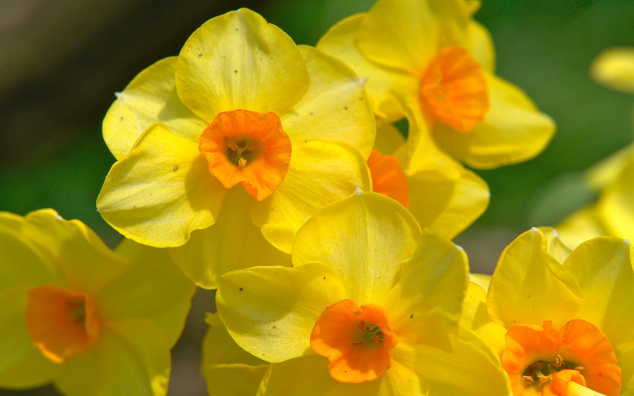 Нарцисс (растение)