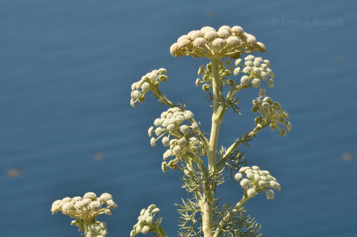 Жабрица вильчатая в Крыму