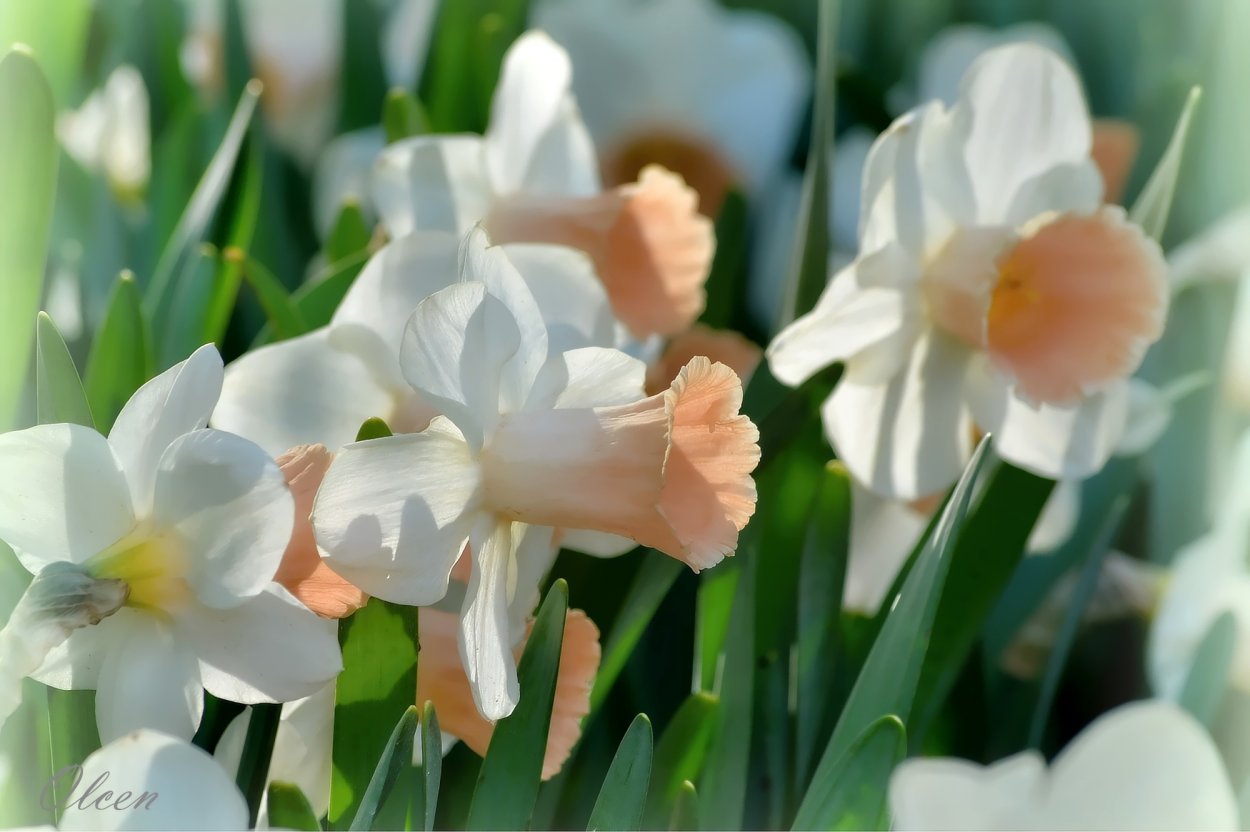 Хосе Эскофет картины