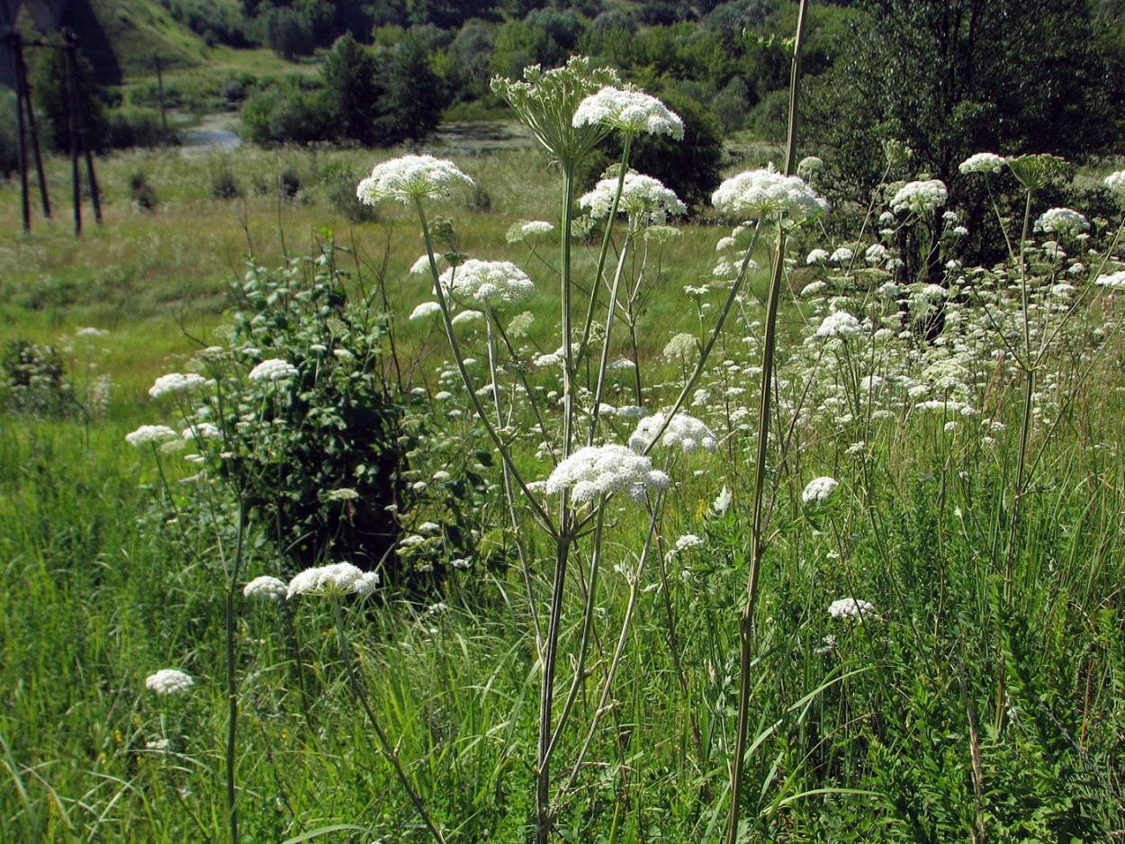 Жабрица Ледебура