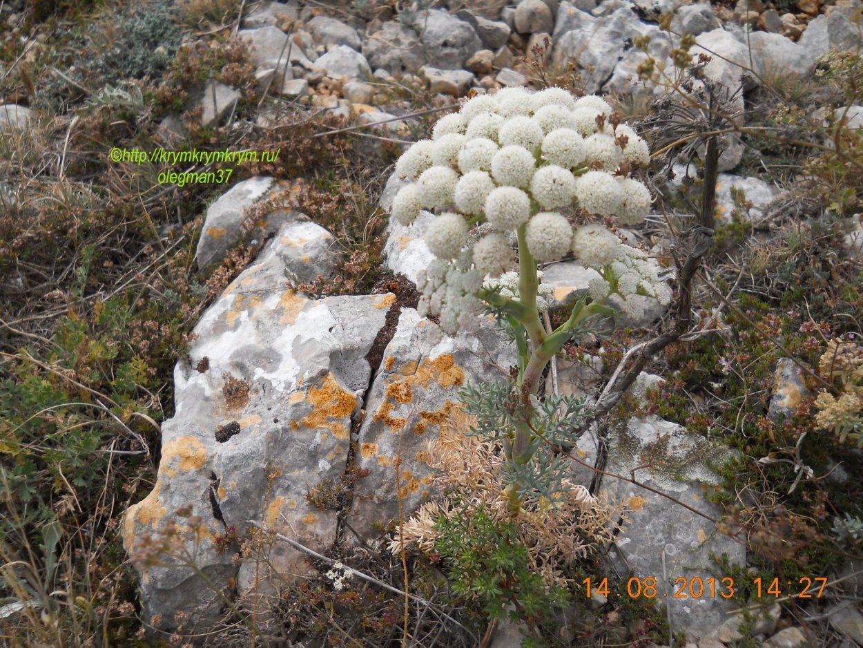 Жабрица Понтийская