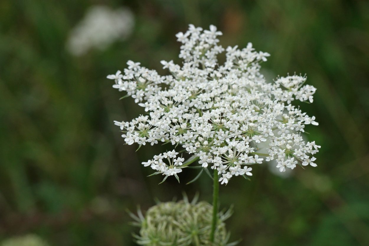 Oenanthe Омежник