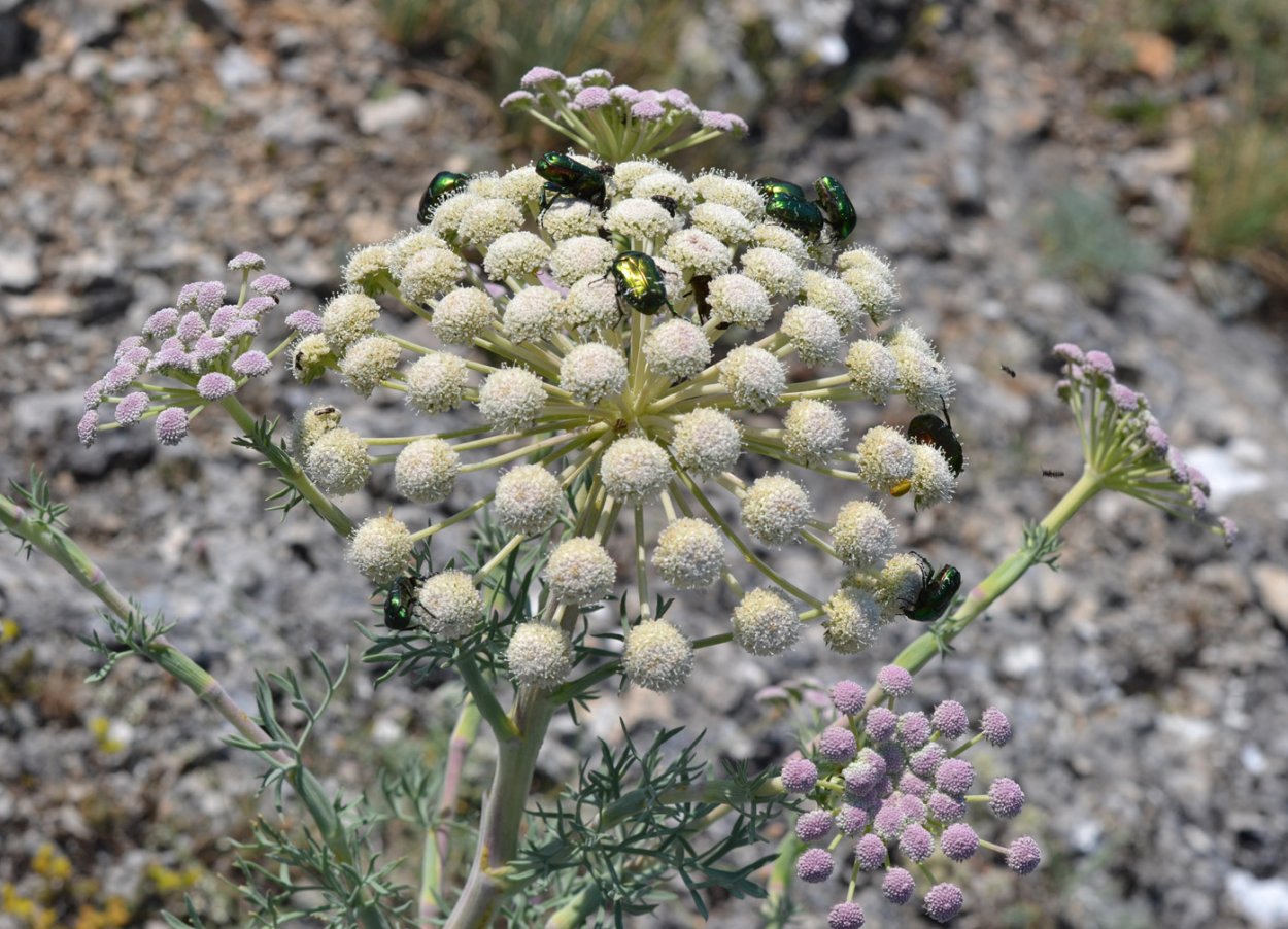 Жабрица густоцветковая