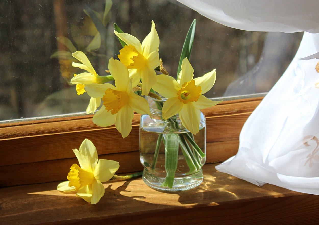 Шикарные нарциссы