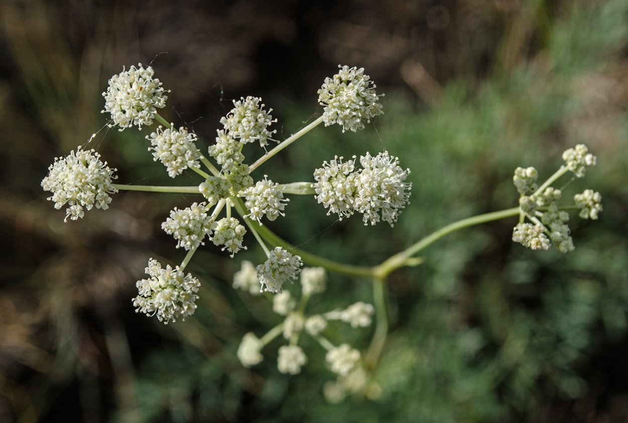 Жабрица Крылова
