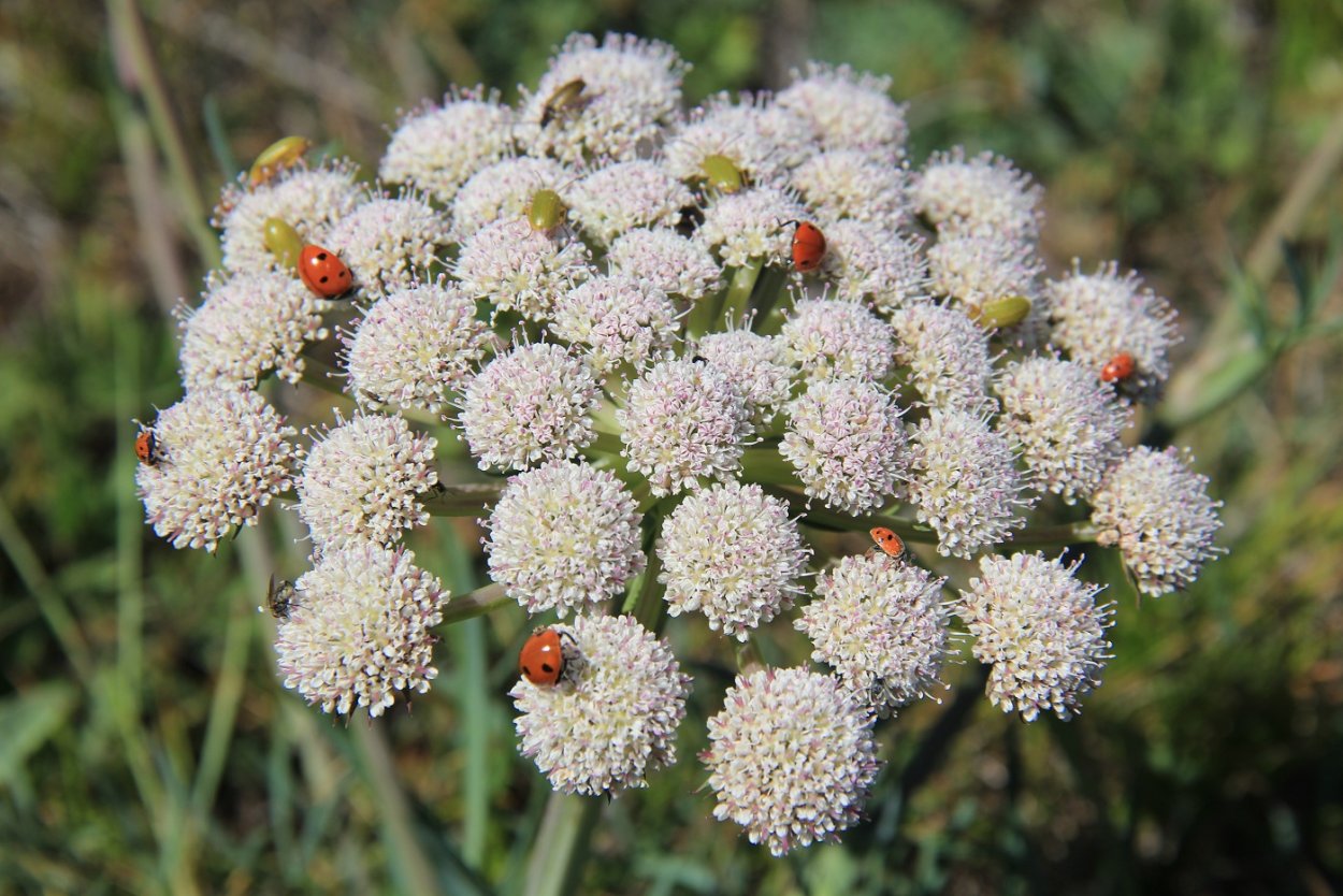 Жабрица Лемана