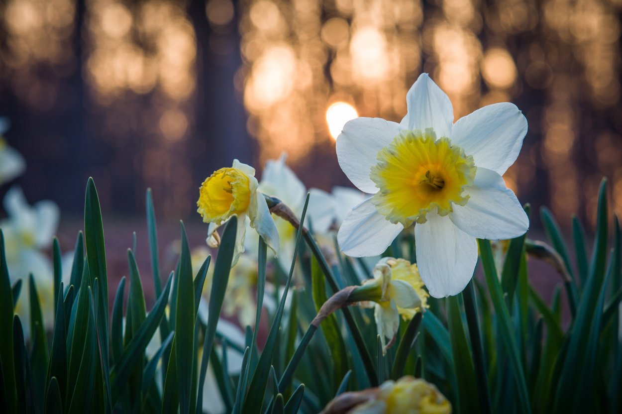 Нарцисс ‘Cherry spot’