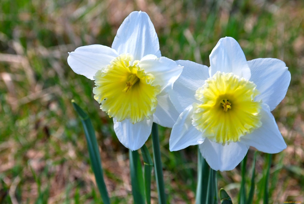 Нарцисс (растение)