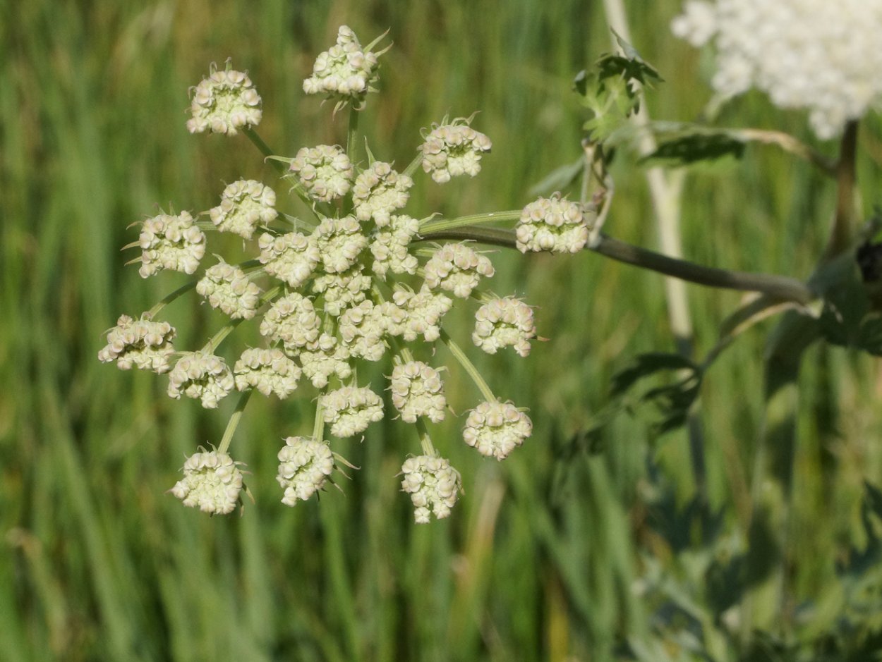 Жабрица Понтийская