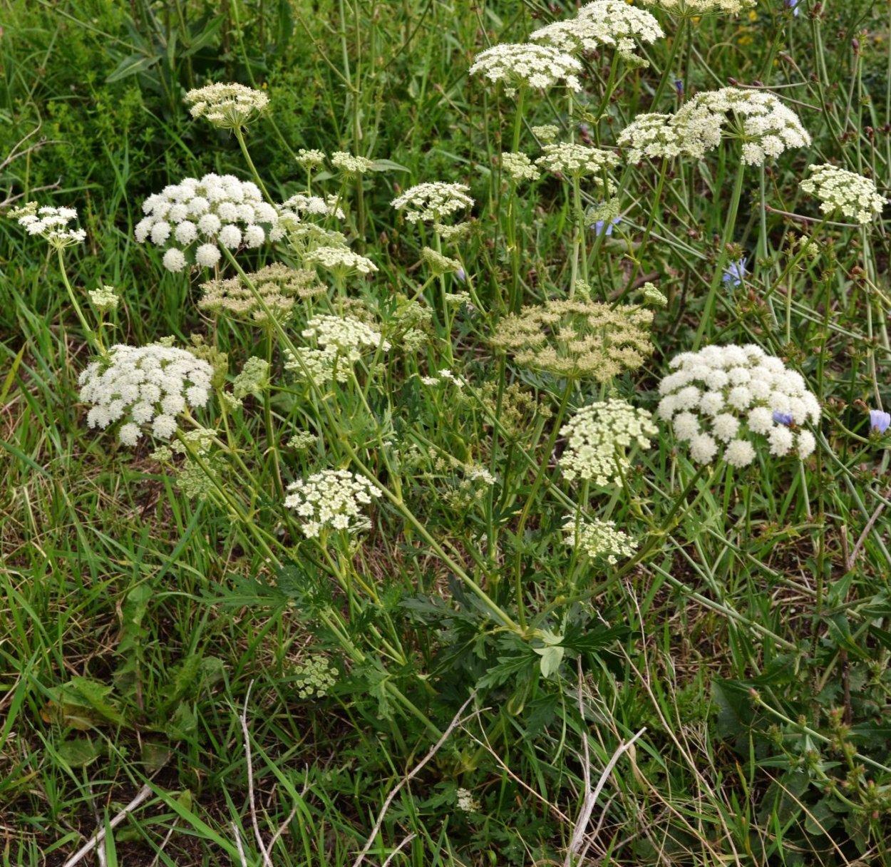 Жабрица Лемана